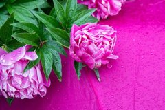 Фотообои Пионы на розовом фоне Артикул nfi_01407