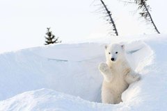 Фотообои Белый медведь в снегу Артикул 21720