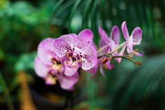 Фотообои Фиолетовая орхидея Артикул nus_22439