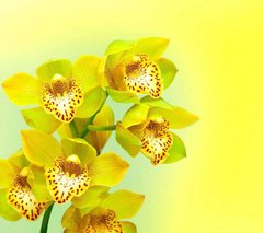 Фотообои Желтые орхидеи Артикул 4786