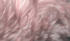 Фотообои Много нежно-розовых перьев Артикул shut_1514