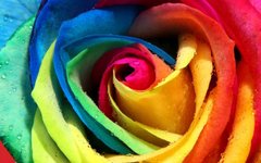 Фотообои Разноцветная роза Артикул 1128