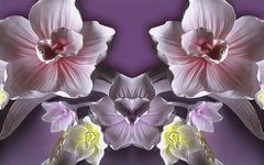 3D Фотообои Розовые, фиолетовые и желтые орхидеи Артикул dec_3049