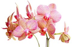 Фотообои Орхидеи Артикул 4782