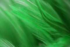 Фотообои Яркие зеленые перья Артикул shut_1486