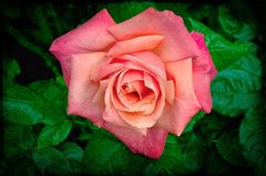 Фотообои Розовая роза Артикул 5896