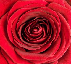 Фотообои Фото красной розы Артикул 7932