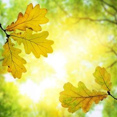 Фотообои Желтые листья дуба Артикул 1650