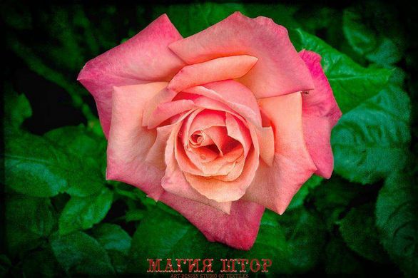 Фотообои Розовая роза Артикул 5896
