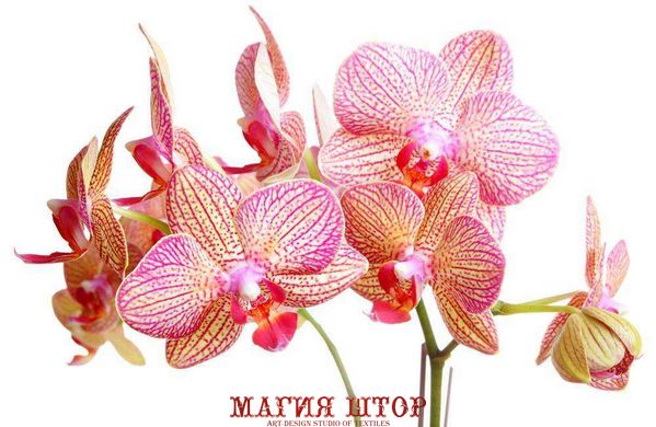 Фотообои Орхидеи Артикул 4782
