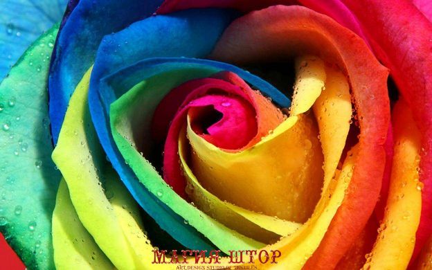Фотообои Разноцветная роза Артикул 1128