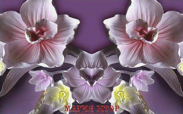 3D Фотообои Розовые, фиолетовые и желтые орхидеи Артикул dec_3049