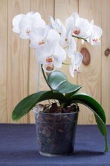 Фотообои Орхидея в горшке Артикул 20599
