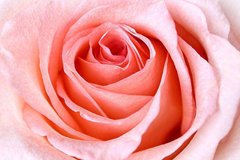 Фотообои Нежно-розовая роза Артикул 16468