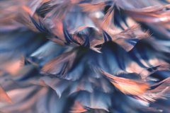 Фотообои Синие с розовым перья Артикул shut_1480