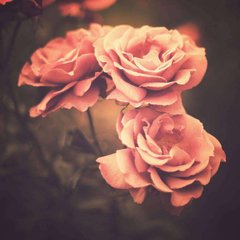 Фотообои Винтажные розы Артикул 7334