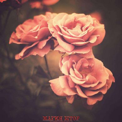 Фотообои Винтажные розы Артикул 7334
