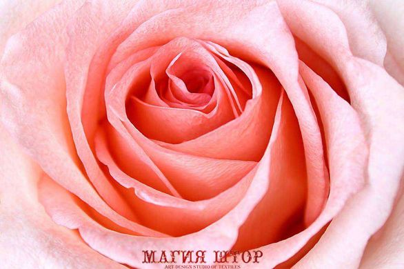 Фотообои Нежно-розовая роза Артикул 16468