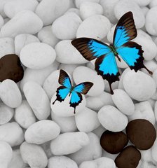 Фотообои Красивые бабочки на белых камнях Артикул 33284