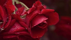 Фотообои Розы в каплях Артикул nfi_02232