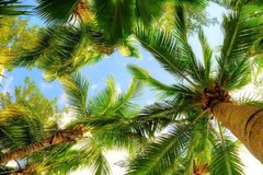 Фотообои Пальмы и небо Артикул 1284