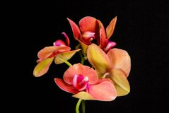 Фотообои Орхидеи Артикул nus_22424