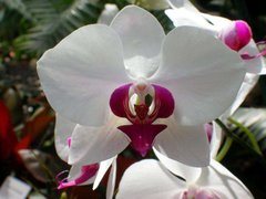 Фотообои Бело-розовая орхидея Артикул 1109