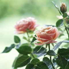 Фотообои Нежные розы Артикул 2402