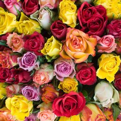 Фотообои Разноцветные розы Артикул 5161