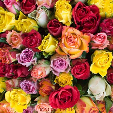 Фотообои Разноцветные розы Артикул 5161