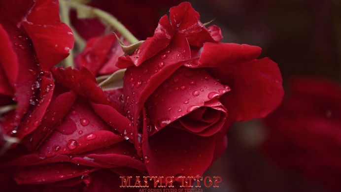 Фотообои Розы в каплях Артикул nfi_02232