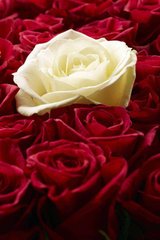 Фотообои Красные и белые розы Артикул 19975