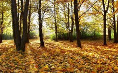 Фотообои Осенний лес Артикул 0838