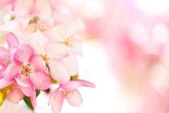 Фотообои Розовые цветы Артикул 6335
