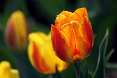 Фотообои Желто-оранжевые тюльпаны Артикул 1052