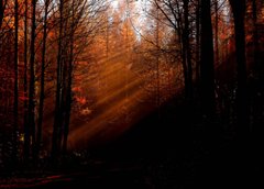Фотообои Лучи солнца в лесу Артикул nus_10454