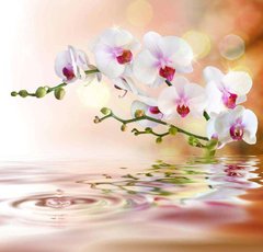 Фотообои Цветы над водой Артикул 15061