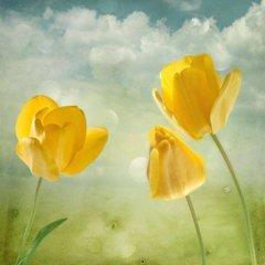 Фотообои Желтые тюльпаны Артикул 1395