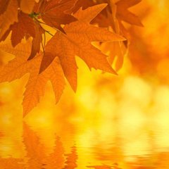 Фотообои Осенние листья над водой Артикул 1540