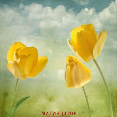 Фотообои Желтые тюльпаны Артикул 1395