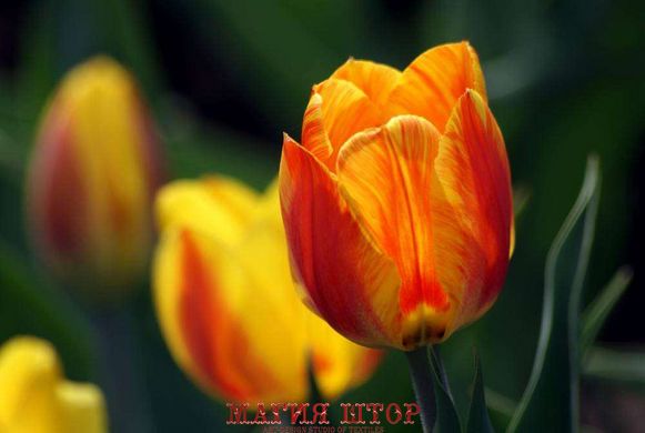 Фотообои Желто-оранжевые тюльпаны Артикул 1052